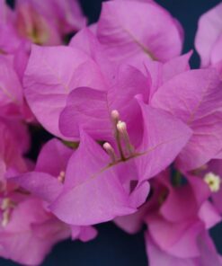 Bougainvillea Flowers Online Mary Palmer