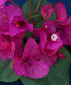 Bougainvillea Flowers Online Maureen Hatton