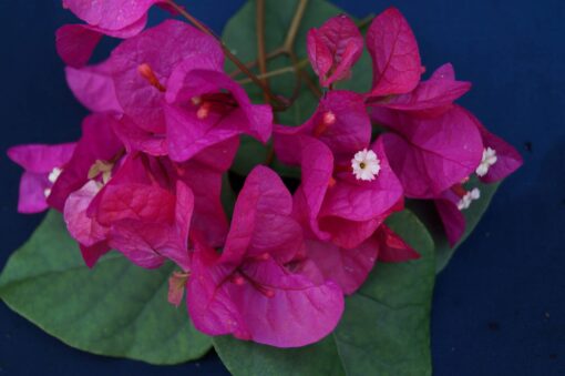 Bougainvillea Flowers Online Maureen Hatton