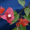 Bougainvillea Flowers Online Miss Manilla