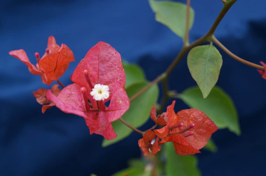 Buy Bougainvilleas Online | Westdale Nursery