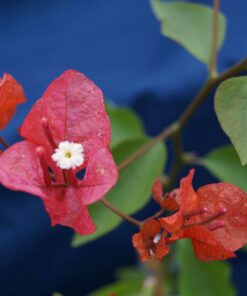 Bougainvillea Flowers Online Miss Manilla