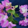 Bougainvillea Flowers Online Miss Universe (3)