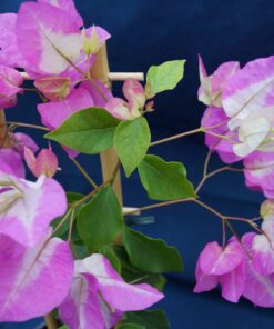 Bougainvillea Flowers Online Miss Universe (3)