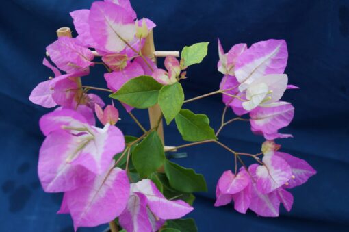 Bougainvillea Flowers Online Miss Universe (3)