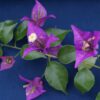 Bougainvillea Flowers Online New River