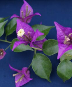 Bougainvillea Flowers Online New River