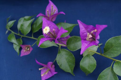 Bougainvillea Flowers Online New River