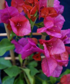 Bougainvillea Flowers Online Ole