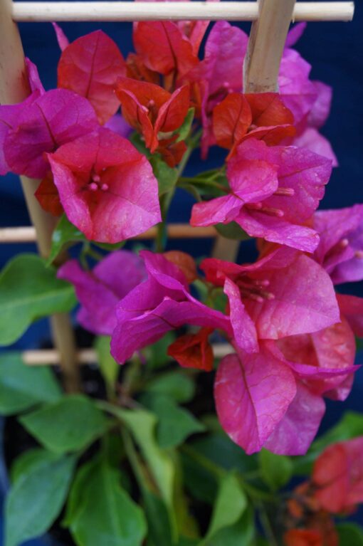 Bougainvillea Flowers Online Ole