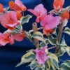 Bougainvillea Flowers Online Orange Ice (2)