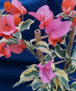 Bougainvillea Flowers Online Orange Ice (2)