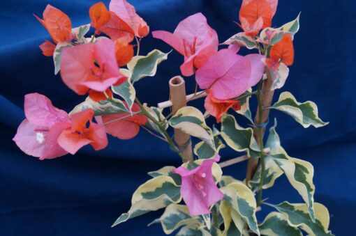 Bougainvillea Flowers Online Orange Ice (2)