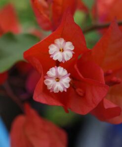 Bougainvillea Flowers Online Pedro (3)