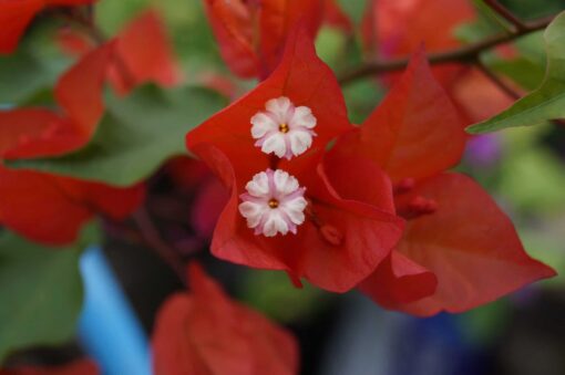 Bougainvillea Flowers Online Pedro (3)