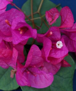 Bougainvillea Flowers Online Phillips