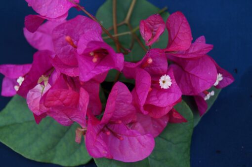 Bougainvillea Flowers Online Phillips