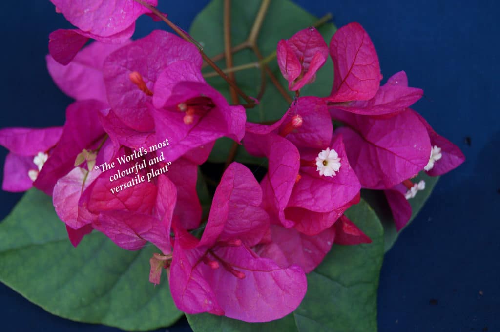 Buy Bougainvilleas Online | Westdale Nursery