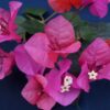 Bougainvillea Flowers Online Pink Robe