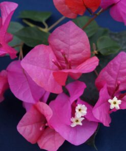 Bougainvillea Flowers Online Pink Robe