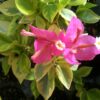 Bougainvillea Flowers Online Pixie Queen