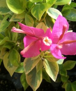 Bougainvillea Flowers Online Pixie Queen