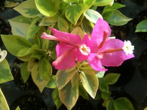 Bougainvillea Flowers Online Pixie Queen