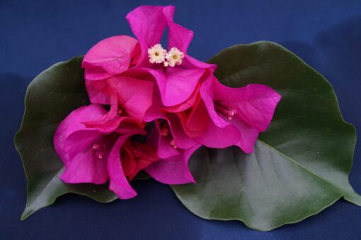 Bougainvillea Flowers Online Poultons Special