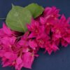 Bougainvillea Flowers Online Princess Mahara