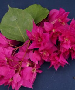 Bougainvillea Flowers Online Princess Mahara