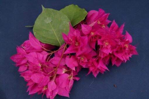 Bougainvillea Flowers Online Princess Mahara