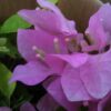 Bougainvillea Flowers Online Queen Violet