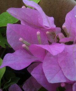 Bougainvillea Flowers Online Queen Violet