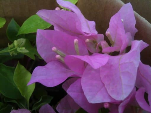 Bougainvillea Flowers Online Queen Violet