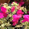 Bougainvillea Flowers Online Raspberry Ice (2)