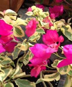 Bougainvillea Flowers Online Raspberry Ice (2)