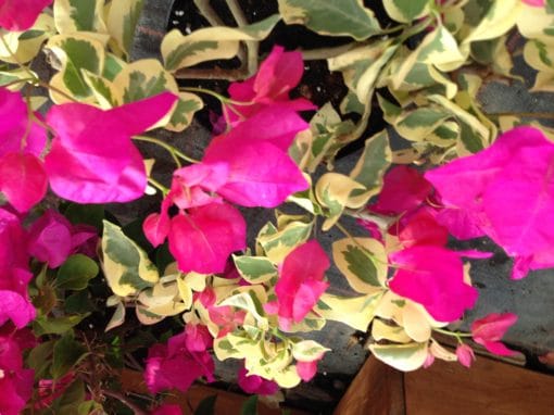 Bougainvillea Flowers Online Raspberry Ice (2)