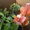 Bougainvillea Flowers Online Rosenka