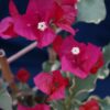 Bougainvillea Flowers Online Rubra