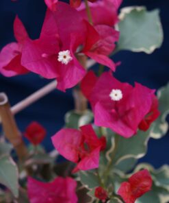 Bougainvillea Flowers Online Rubra