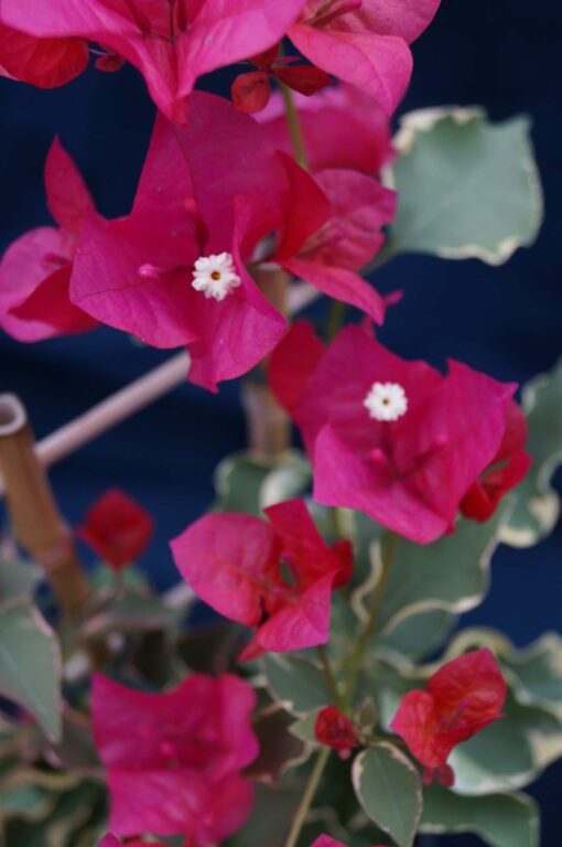 Bougainvillea Flowers Online Rubra