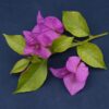 Bougainvillea Flowers Online Sen Pattaya