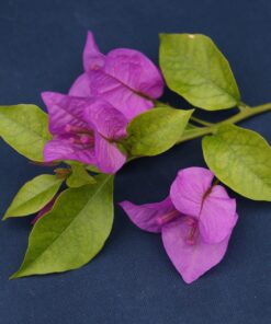 Bougainvillea Flowers Online Sen Pattaya