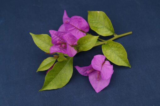 Bougainvillea Flowers Online Sen Pattaya