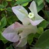 Bougainvillea Flowers Online Shubra