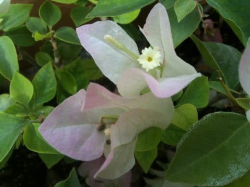 Bougainvillea Flowers Online Shubra