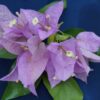 Bougainvillea Flowers Online Singapore Pink