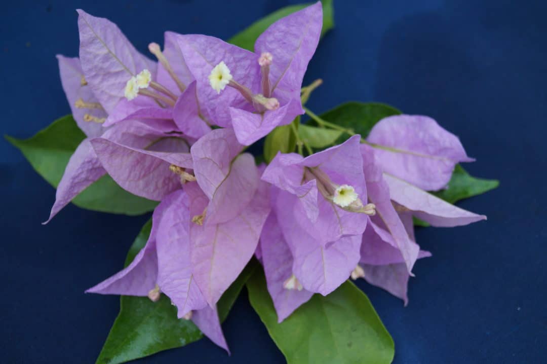 BOUGAINVILLEA ‘Singapore Pink’ Buy Bougainvilleas Online Westdale
