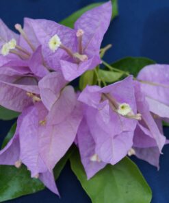 Bougainvillea Flowers Online Singapore Pink