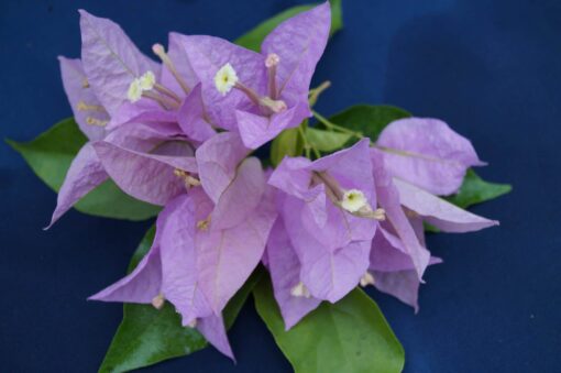 Bougainvillea Flowers Online Singapore Pink